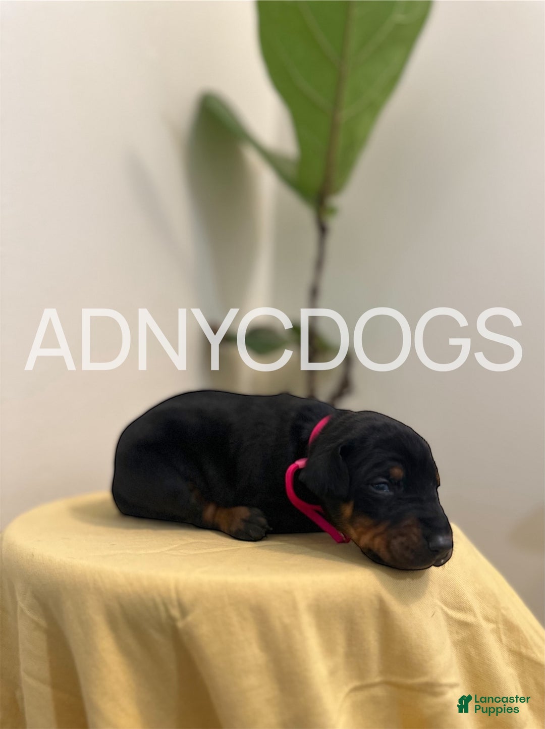 Doberman Pinscher dogs for sale: Doberman Pinscher (Female) - Ad 2