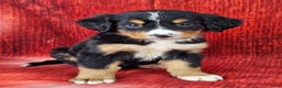 Bernese Mountain Dog dogs for sale: Sophie - Ad 1