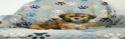 Mixed Breed dogs for sale: Orpha - Ad 3
