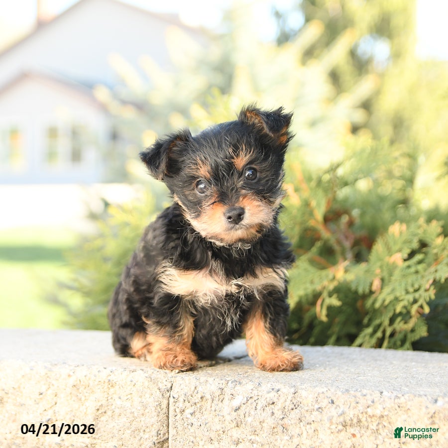 Yorkshire Terrier dogs Zinnia - Ad 2