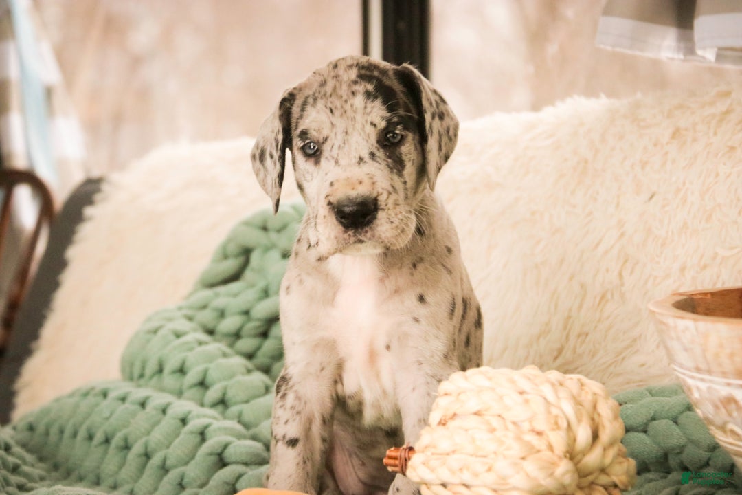 Great Dane dogs for sale: Annie - Ad 8