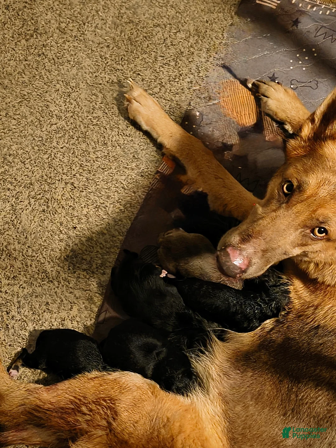 German Shepherd dogs for sale: Poppy  - Ad 8