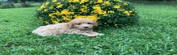 Mini Goldendoodle dogs for sale: River - Ad 10