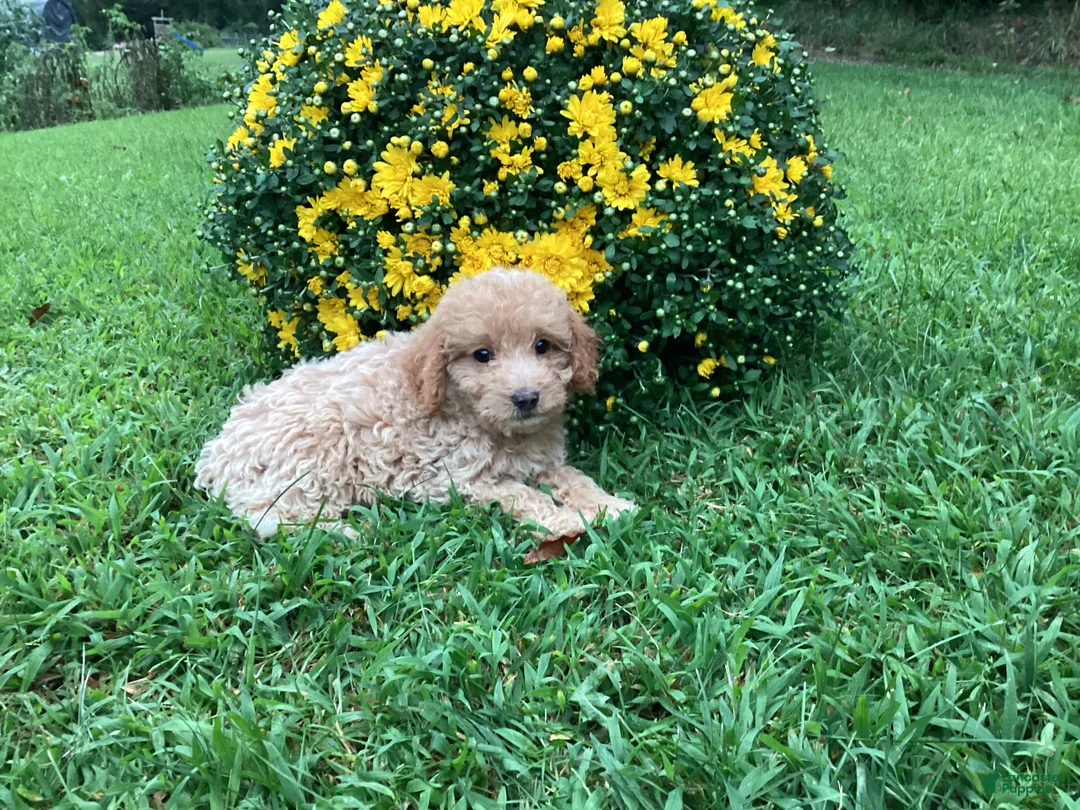Mini Goldendoodle dogs for sale: River - Ad 10