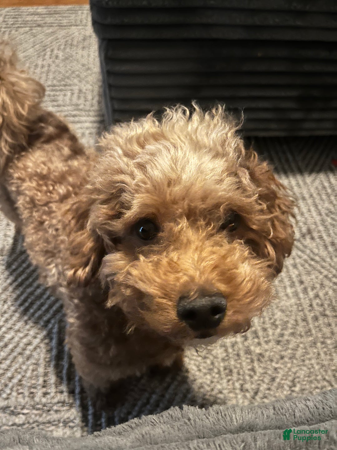 Mini Goldendoodle dogs for sale: Mini Goldendoodle Puppy 1 - Ad 16