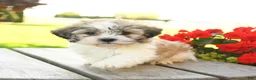 Teddy Bear dogs for sale: Korie - Ad 5