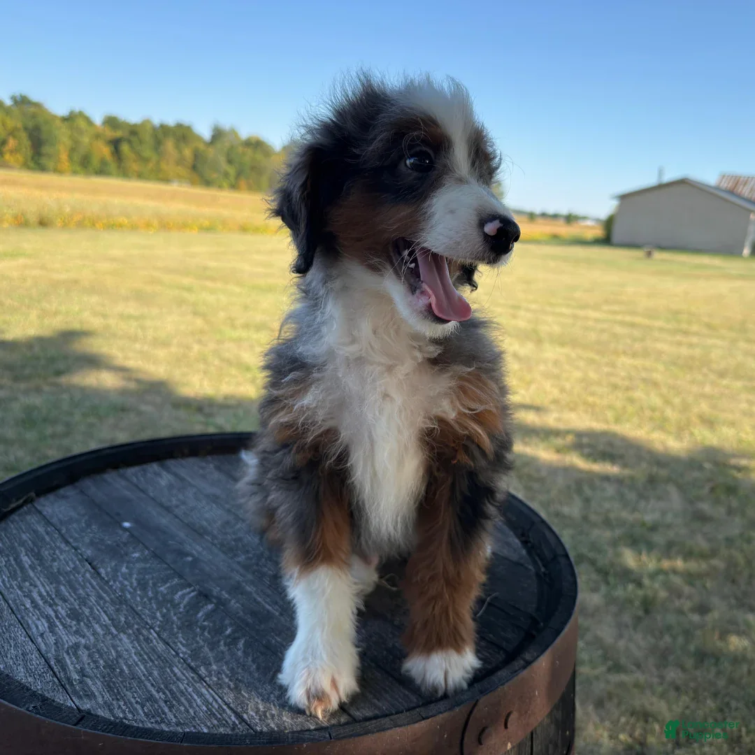 Mini Bernedoodle dogs for sale: Anthony - Ad 1
