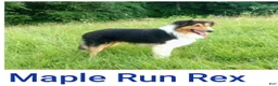 Mixed Breed dogs for sale: Pepper - Ad 3