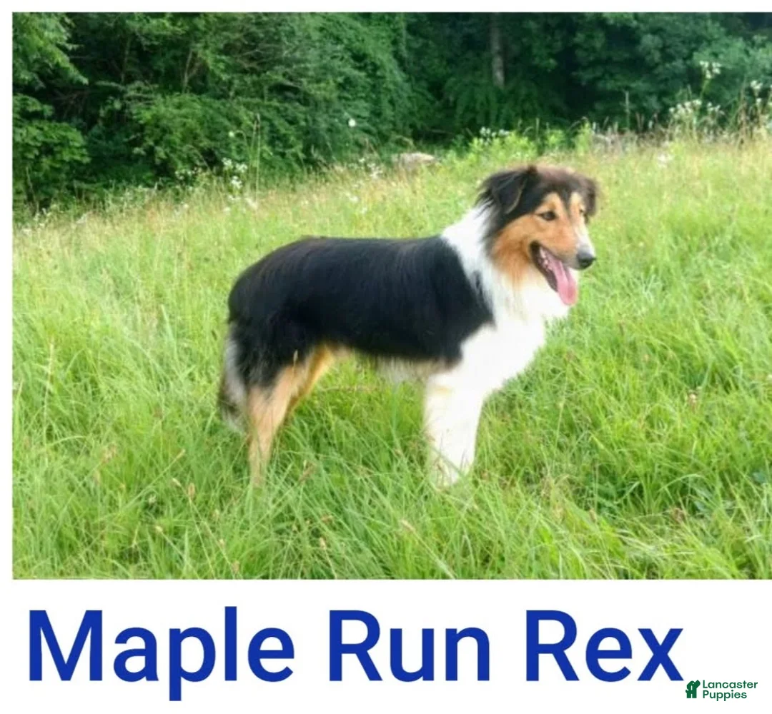 Mixed Breed dogs for sale: Pepper - Ad 3