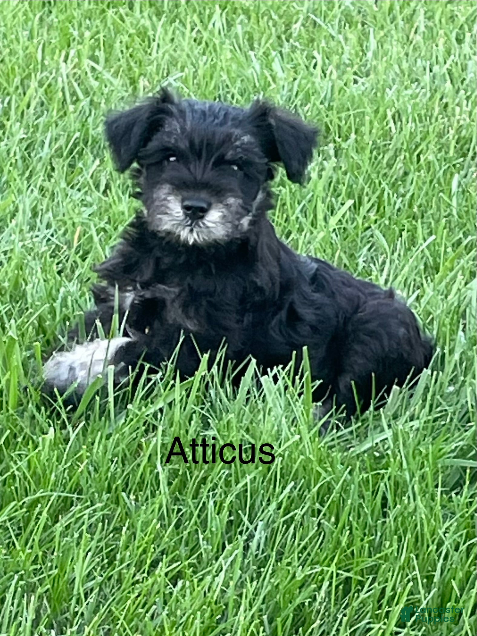 Miniature Schnauzer dogs Miniature Schnauzer 2 Atticus - Ad 1