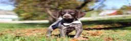 German Shorthaired Pointer dogs for sale: Angela - Ad 8