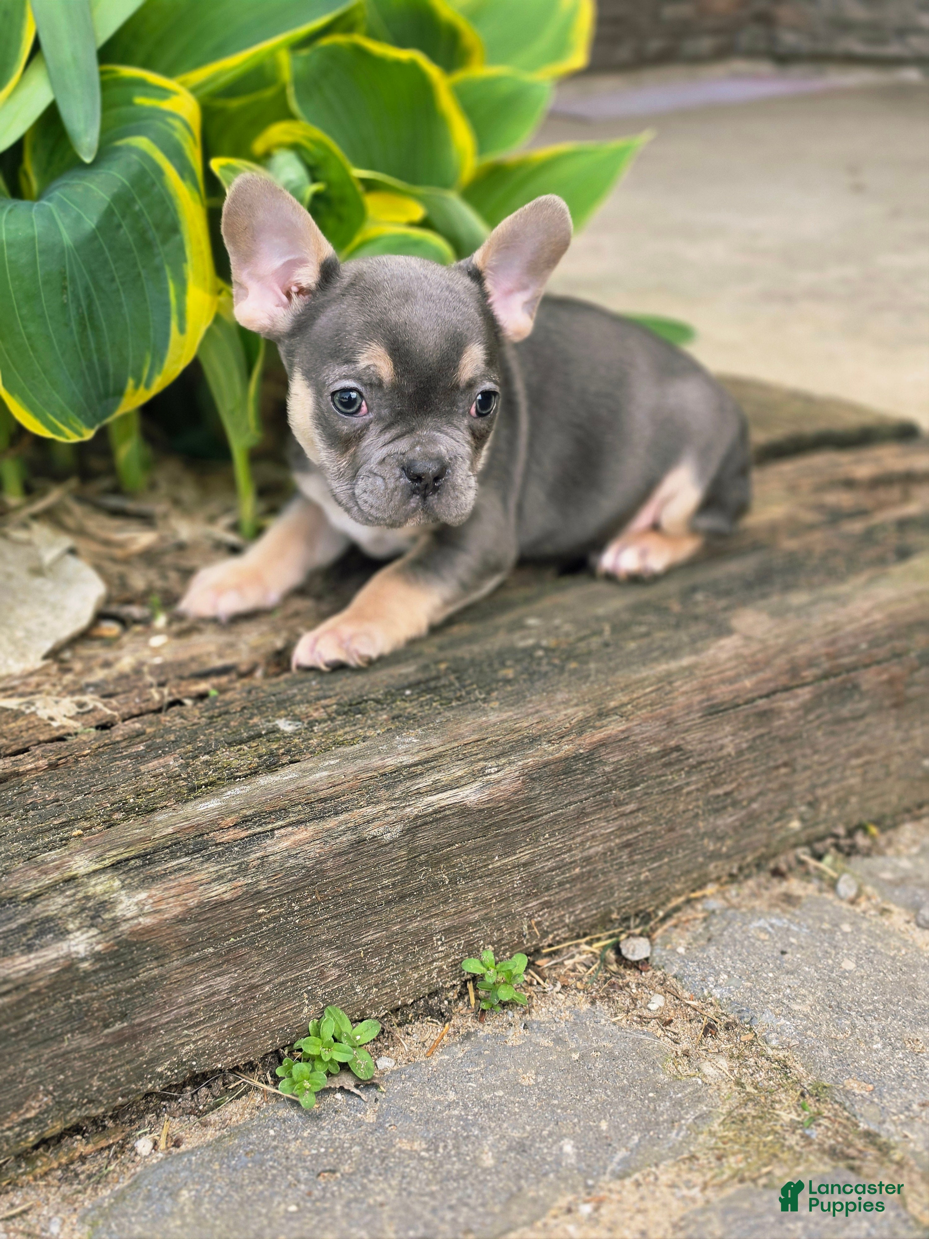 French Bulldog dogs Monty - Ad 1