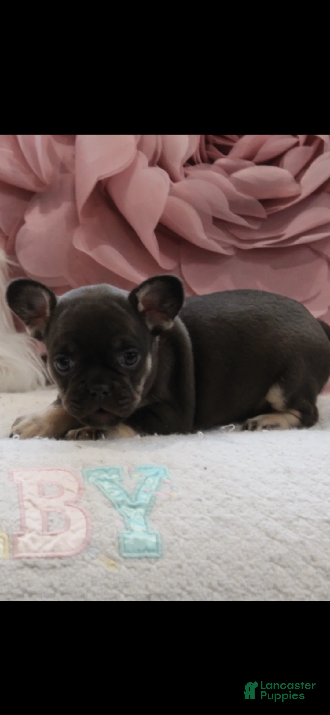 French Bulldog dogs for sale: French Bulldog Puppy 6 - Ad 1