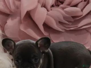 French Bulldog dogs for sale: French Bulldog Puppy 6 - Ad 4