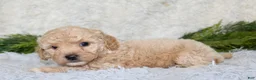 Bichpoo dogs for sale: Bichpoo 1 - Ad 4