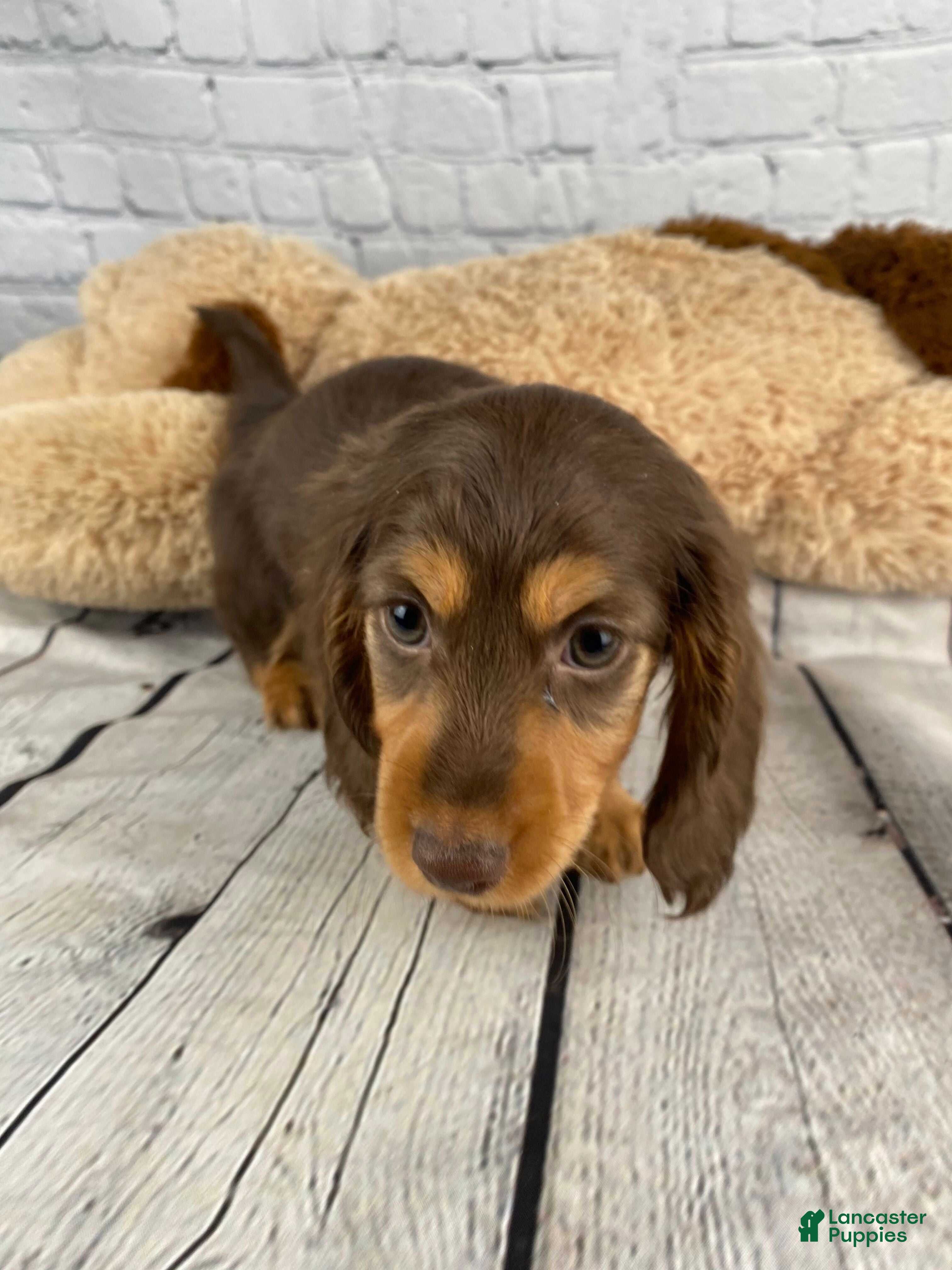 Miniature Dachshund dogs Bronie - Ad 2