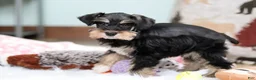 Miniature Schnauzer dogs for sale: Noah - Ad 14