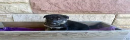 German Shepherd dogs for sale: Otto - Ad 9