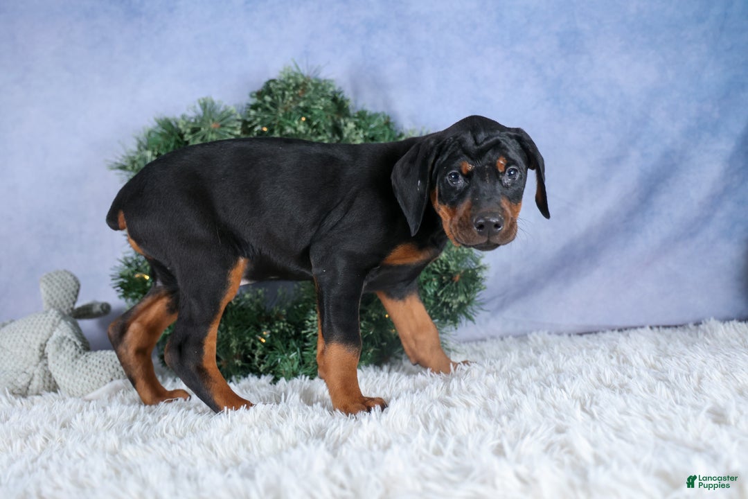 Doberman Pinscher dogs for sale: TITUS - Ad 7