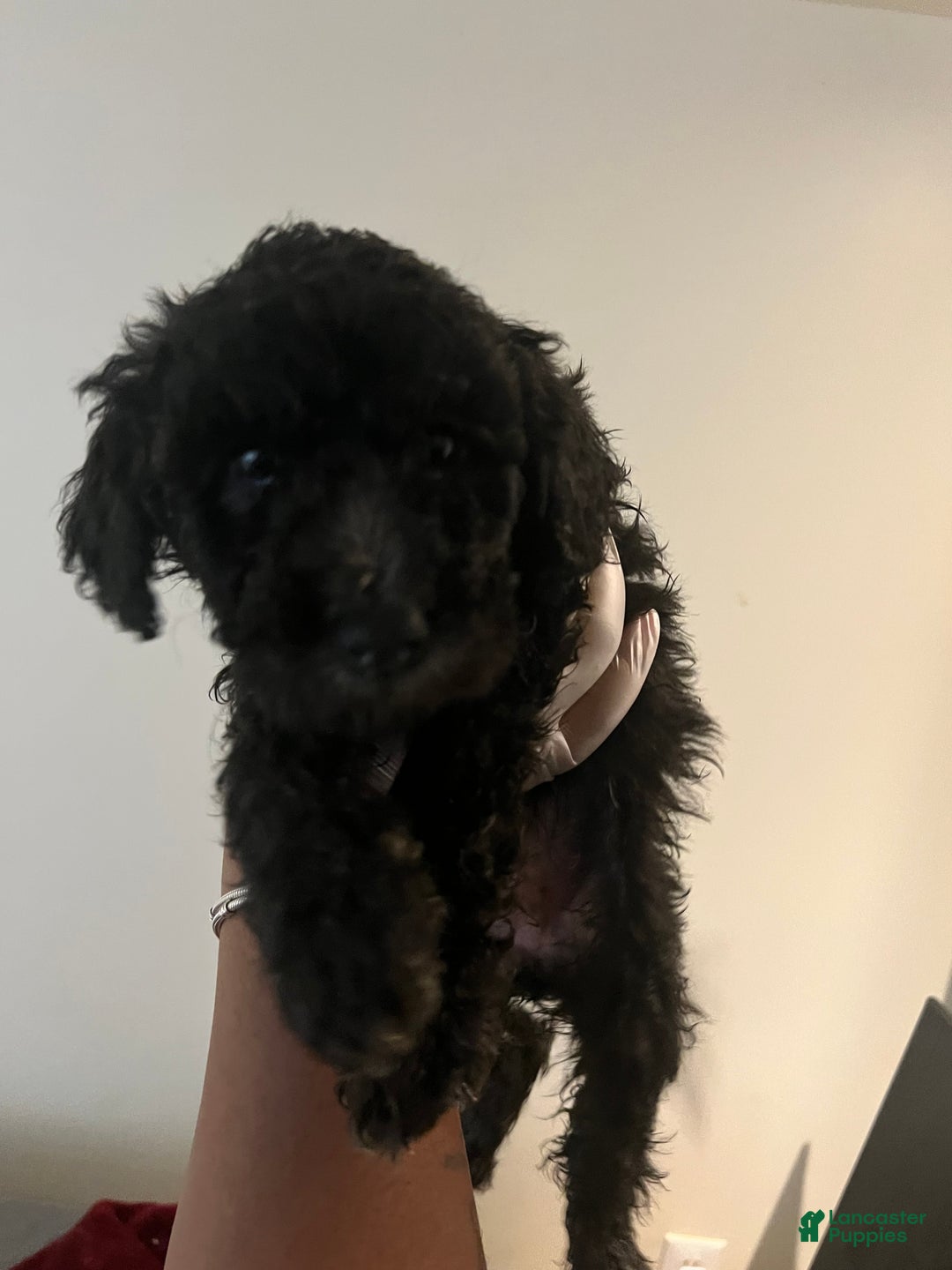 Standard Poodle dogs for sale: Standard Poodle Puppy 8 - Ad 5