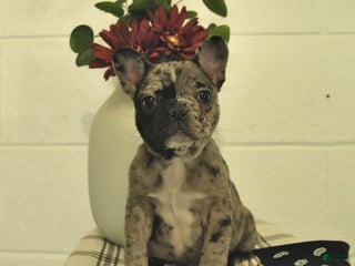 Frenchton dogs - Ad 14