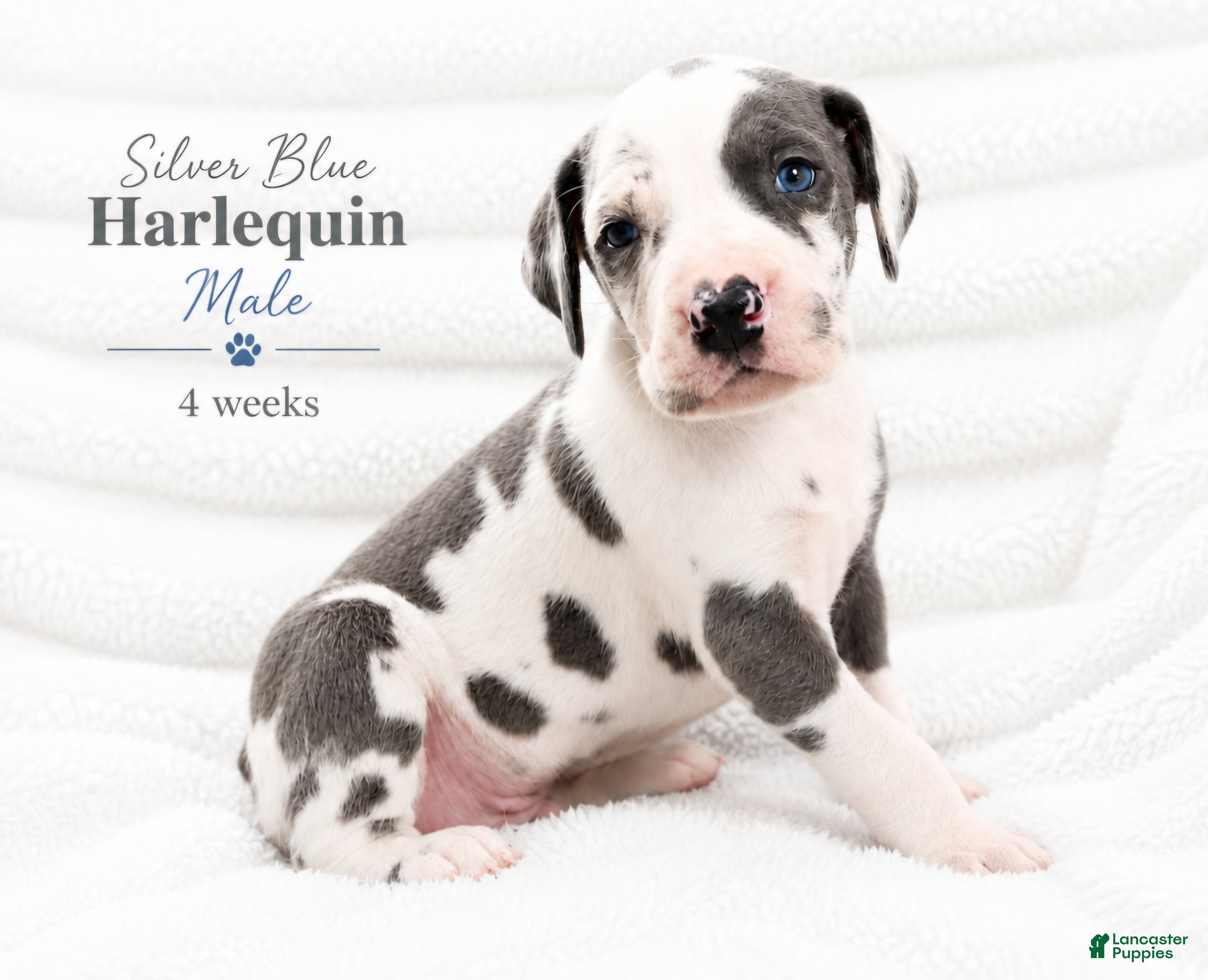 Great Dane dogs Silver - Ad 39