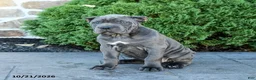 Cane Corso dogs for sale: Liberty - Ad 4
