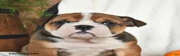 English Bulldog dogs for sale: Clea - Ad 3