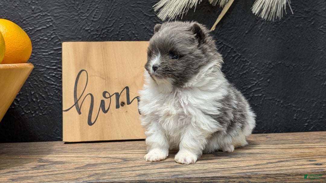Pomeranian dogs for sale: Yogi  - Ad 6