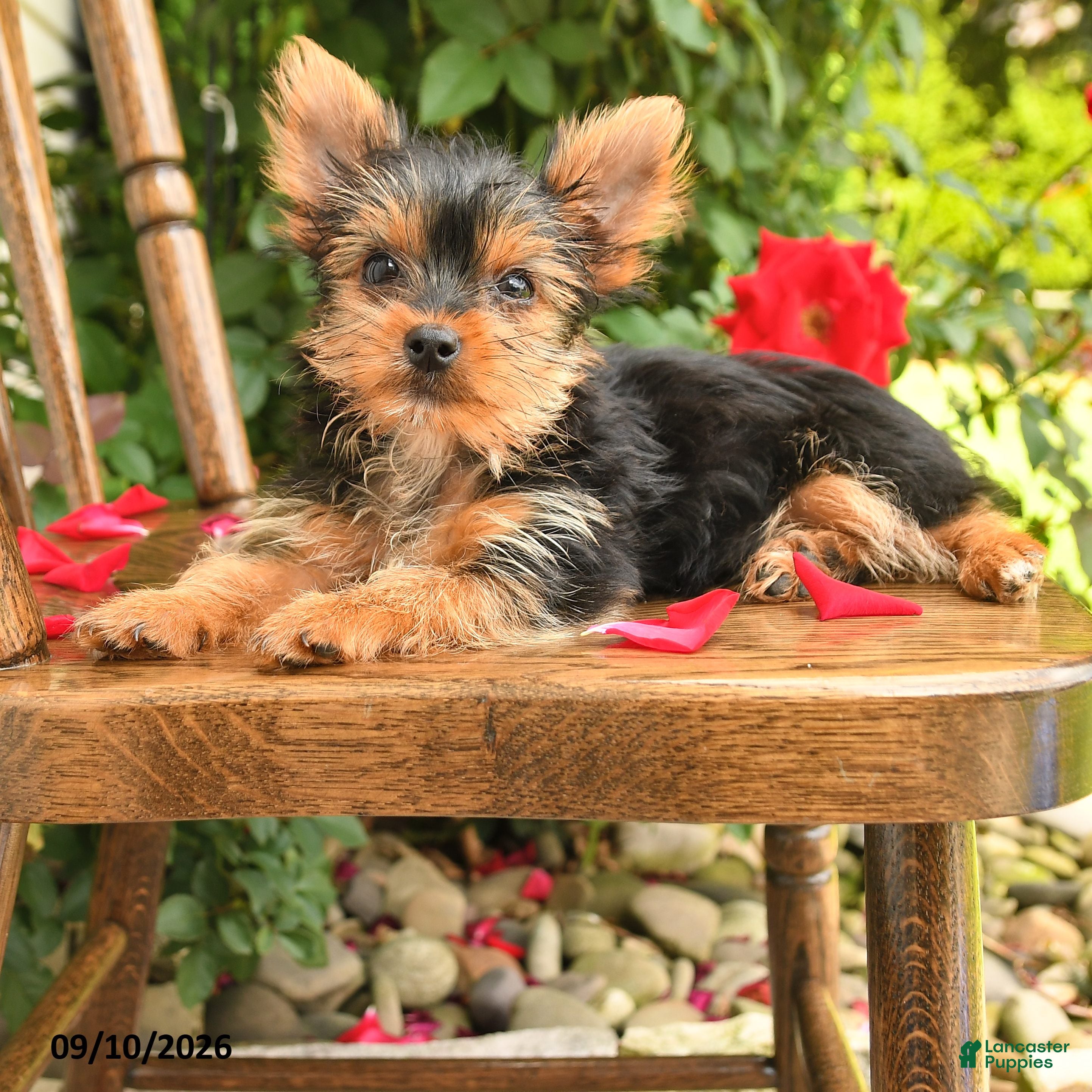 Yorkshire Terrier dogs Asher Teacup - Ad 1