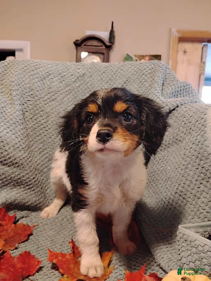 Mixed Breed dogs for sale: Bentley - Ad 1