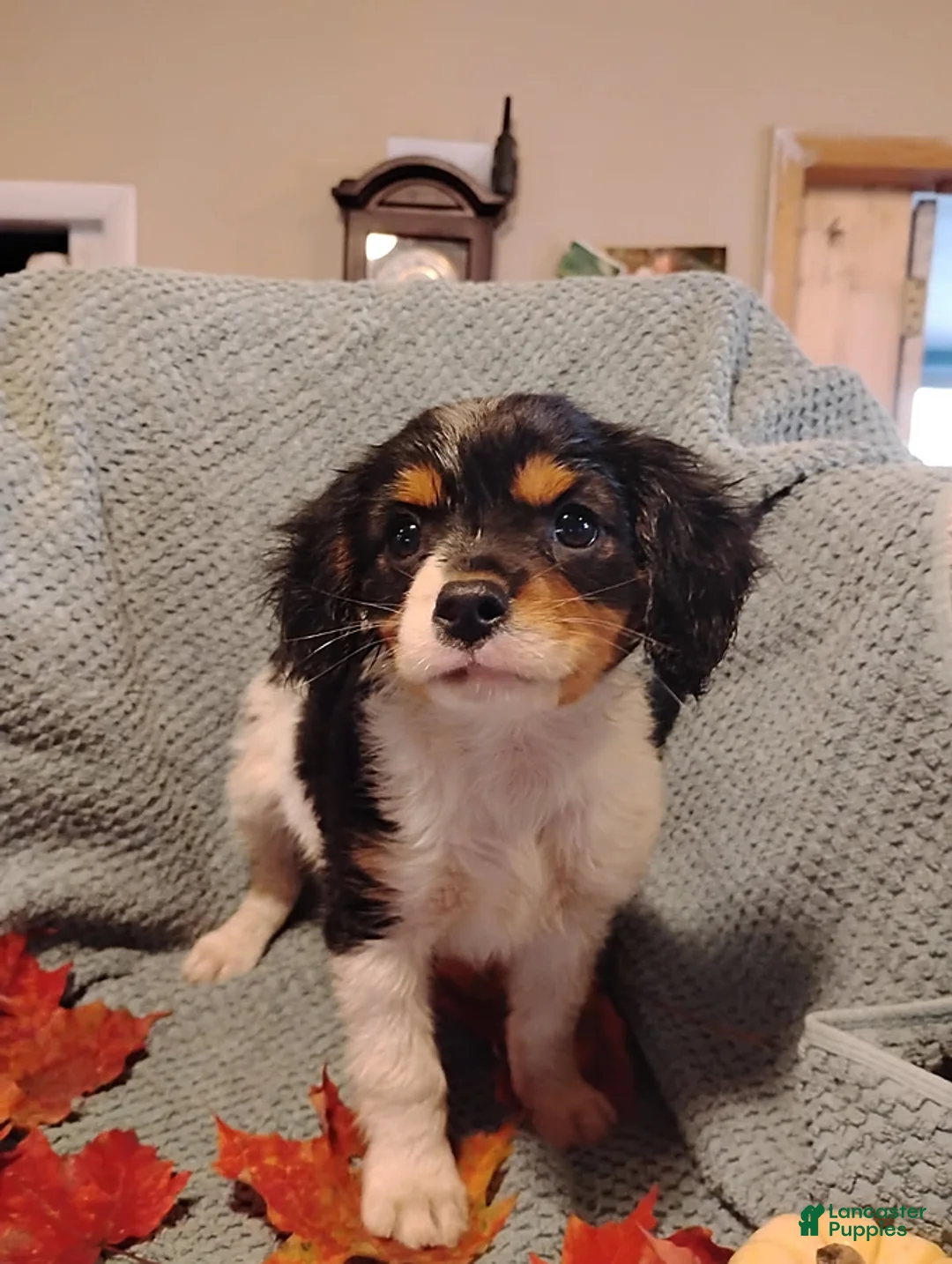 Mixed Breed dogs for sale: Bentley - Ad 1