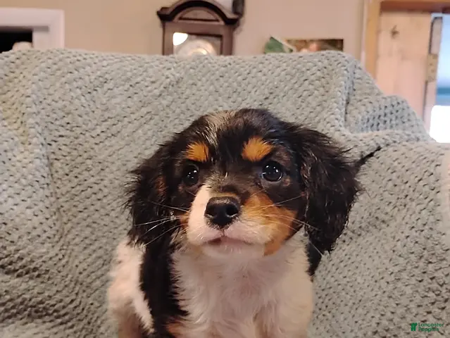 Mixed Breed dogs for sale: Bentley - Ad 1