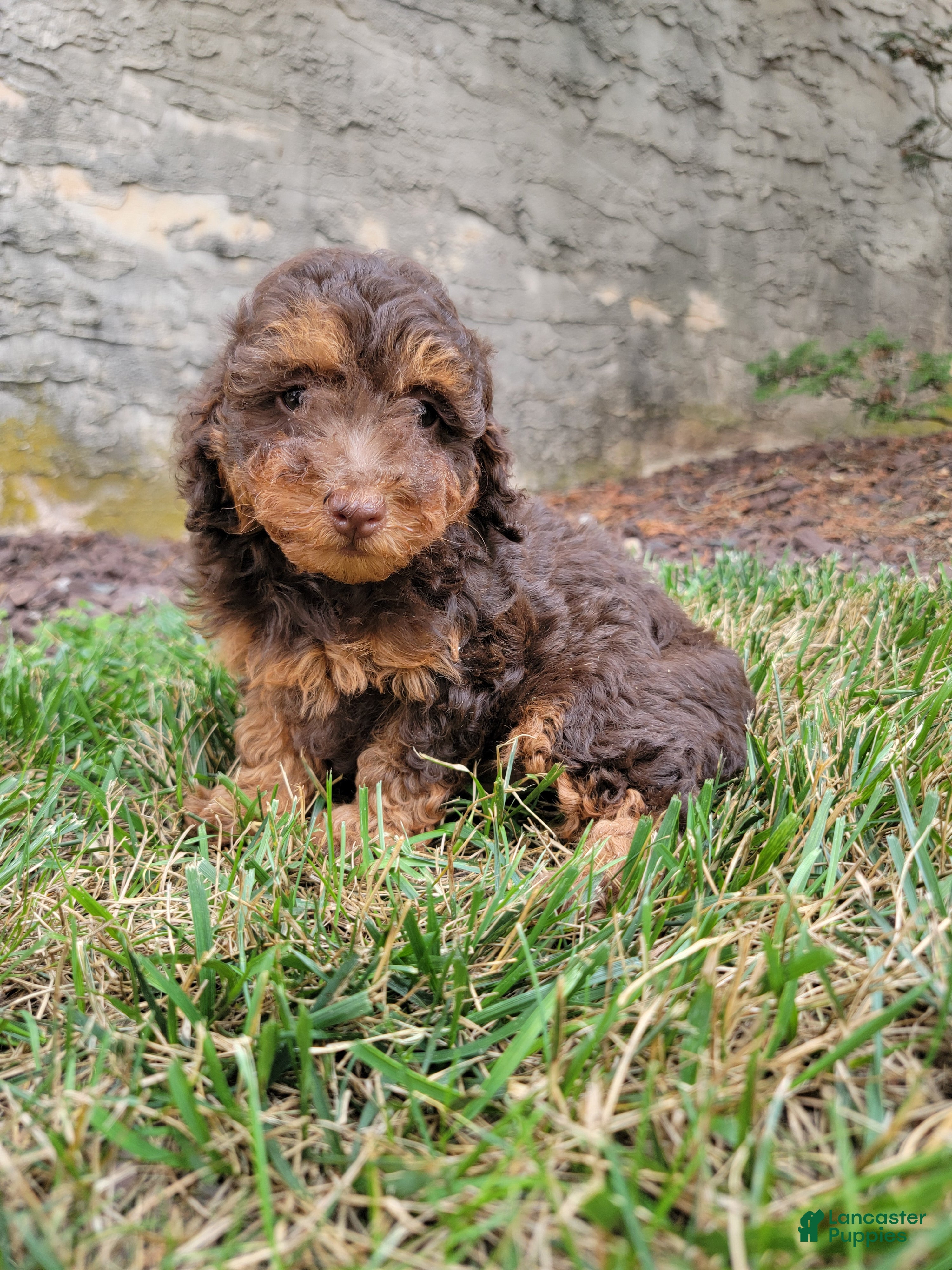 Toy Poodle dogs Benny - Ad 1