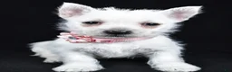 West Highland Terrier dogs for sale: Alice - Ad 7