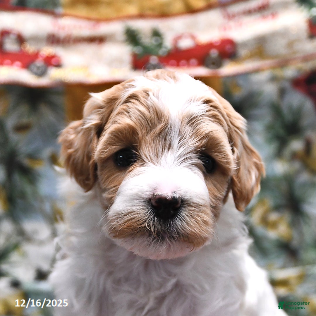 Goldendoodle dogs for sale: Maggie - Ad 3