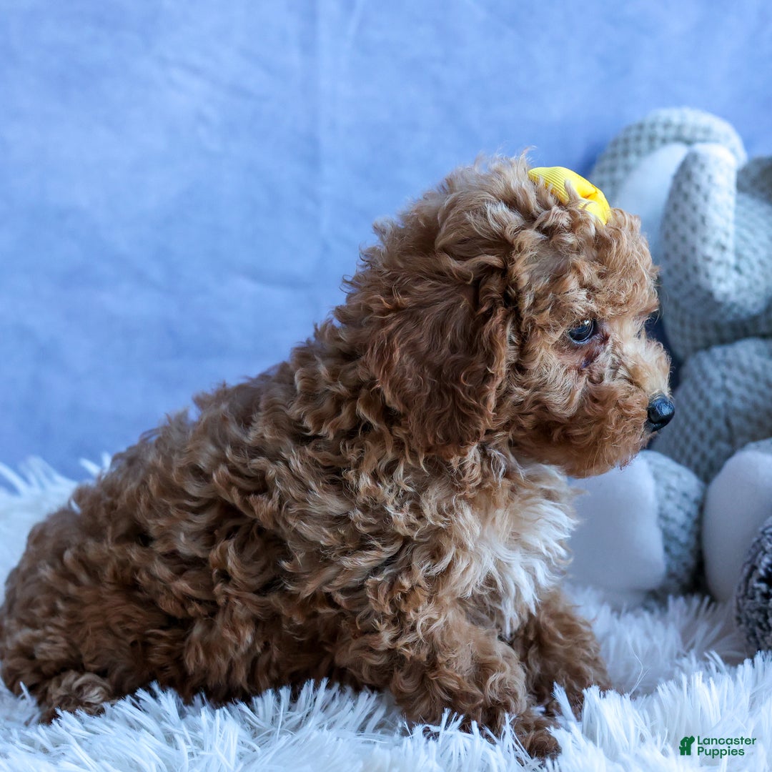Miniature Poodle dogs for sale: LINSEY - Ad 3