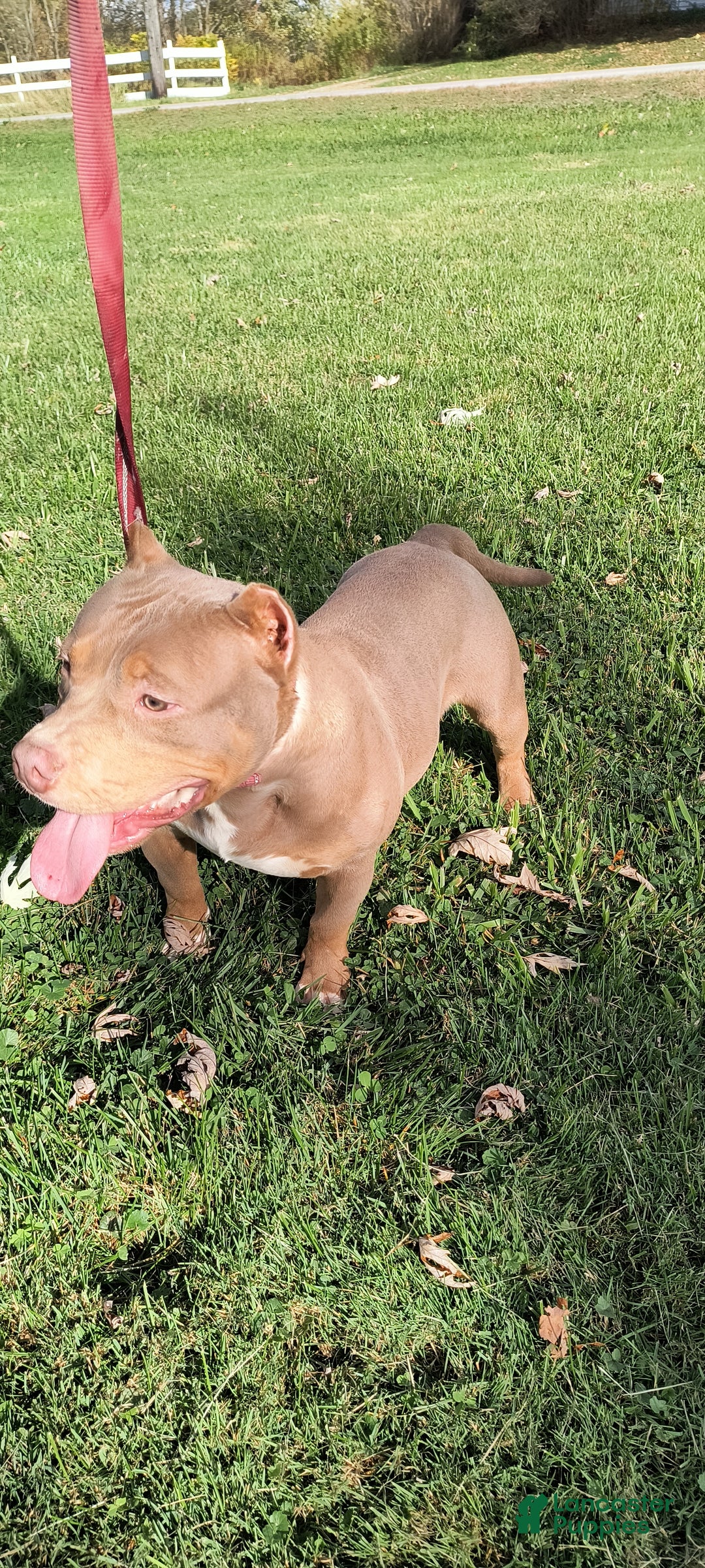 American Bully dogs for sale: American Bully Puppy 1 - Ad 4