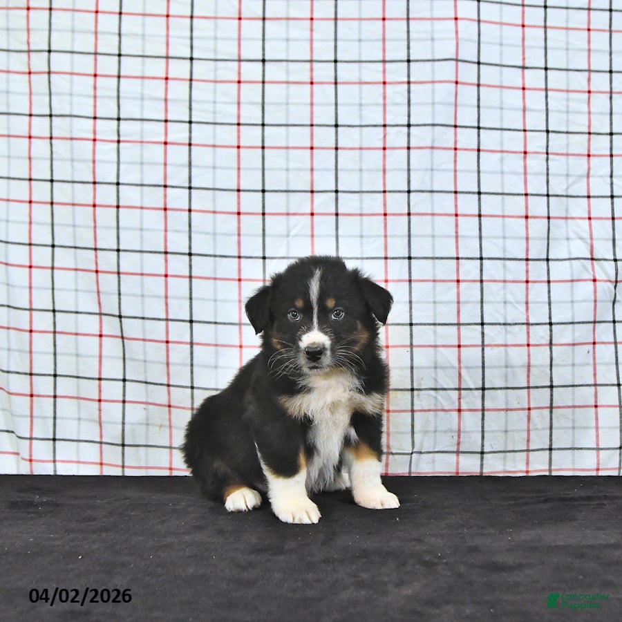 Australian Shepherd dogs Prince   - Ad 2