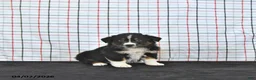Australian Shepherd dogs for sale: Prince   - Ad 2