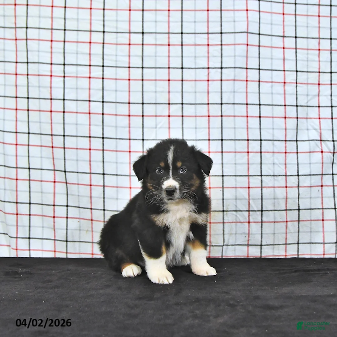 Australian Shepherd dogs for sale: Prince   - Ad 2