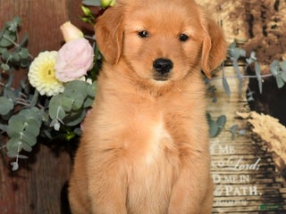 Golden Retriever dogs - Ad 23