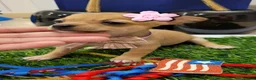 Chihuahua dogs for sale: POCKET SIZE APPLEHEAD CHIHUAHUA - Ad 3