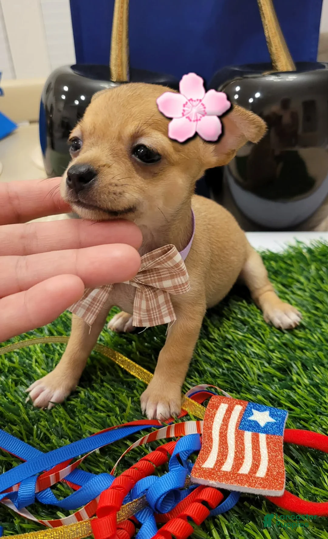Chihuahua dogs for sale: POCKET SIZE APPLEHEAD CHIHUAHUA - Ad 3