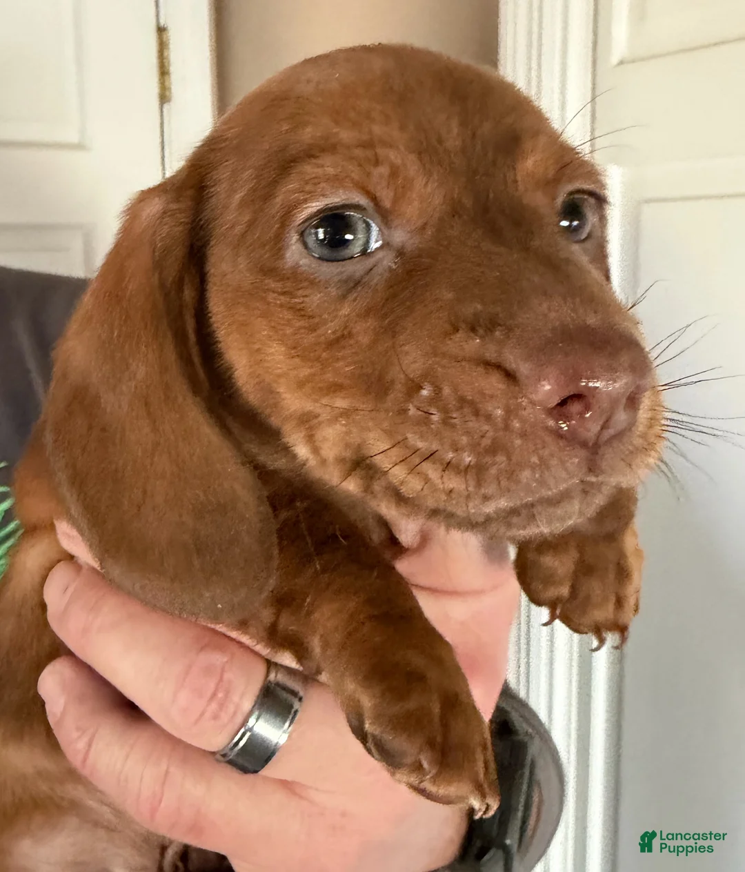 Dachshund dogs for sale: AVI - Ad 1