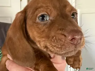 Dachshund dogs AVI - Ad 31