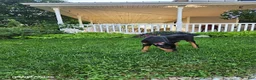 Doberman Pinscher dogs for sale: Karla - Ad 6