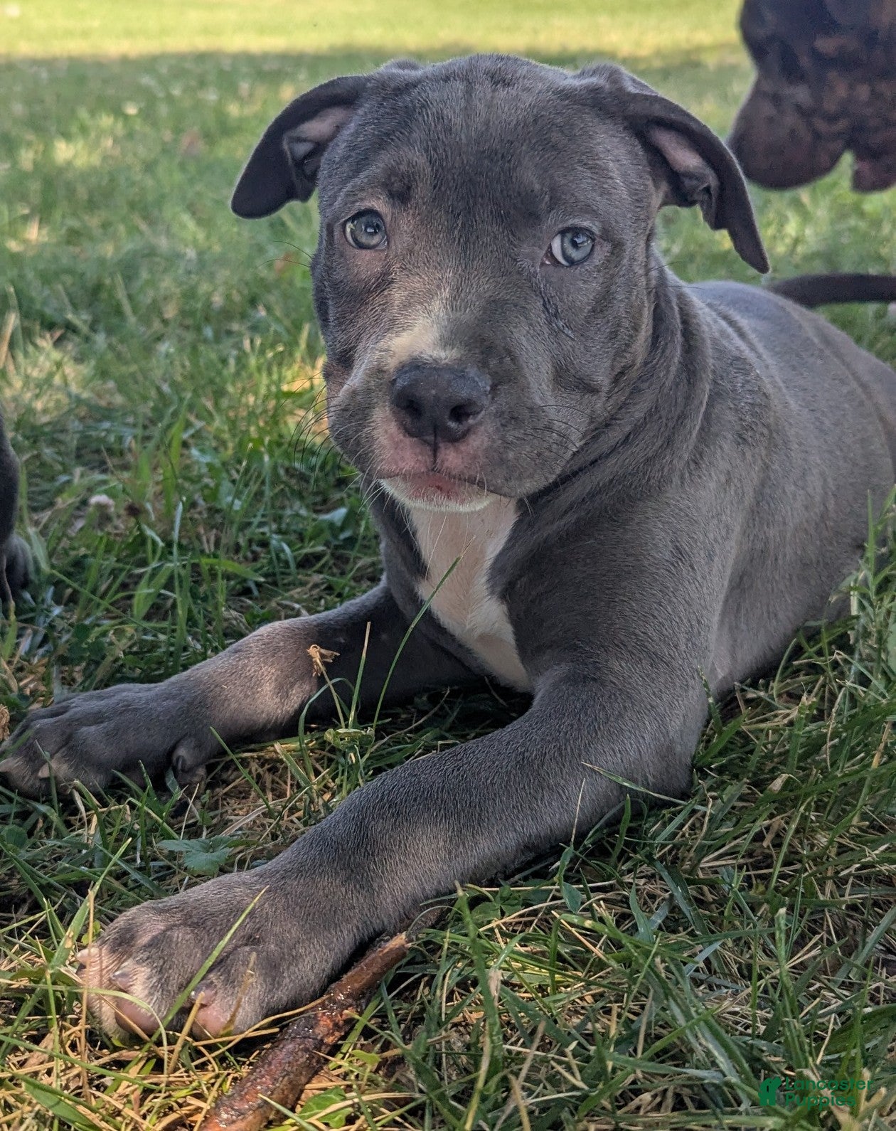 American Bully dogs Venus - Ad 1