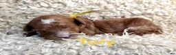Cavapoo dogs for sale: Tory - Ad 1
