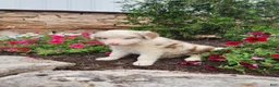 Border Collie dogs for sale: Jordan - Ad 1